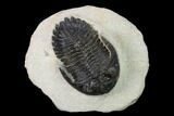 Detailed Hollardops Trilobite - Visible Eye Facets #153972-2